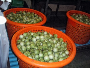 Thailändische Auberginen