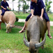 Bull Riding