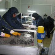 Die tiefgefrorenen Beeren werden einzeln von Hand sortiert und abgefüllt.
