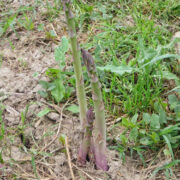 Grüner Spargel- gut getarnt